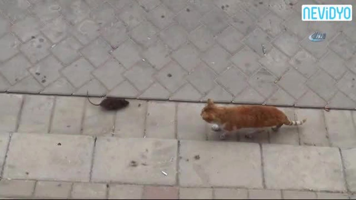 Kediye Kafa Tutan Fare