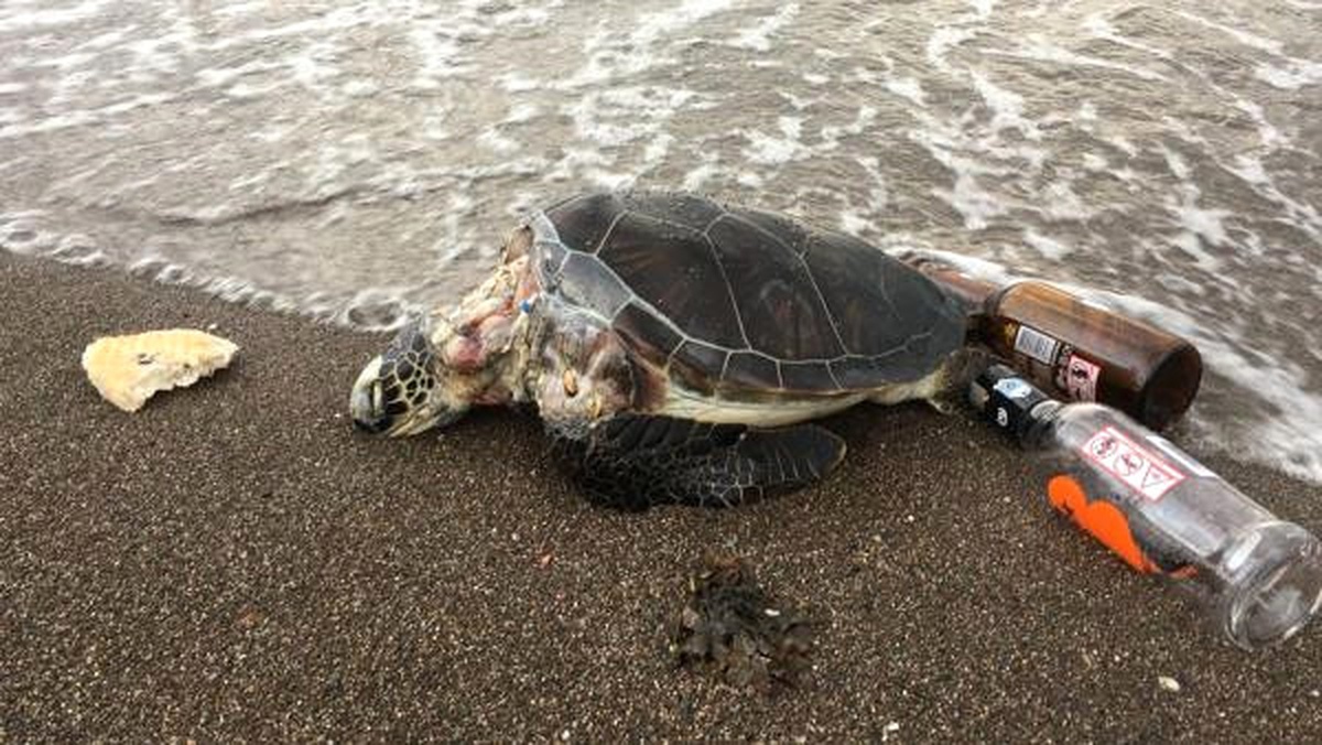 Marmaris\'te Ölü Caretta Caretta Kıyıya Vurdu
