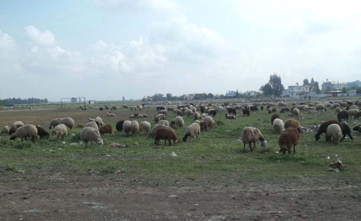Okuların Çevresinde Alkol Tüketimi, Hayvan Otlatmak Yasak