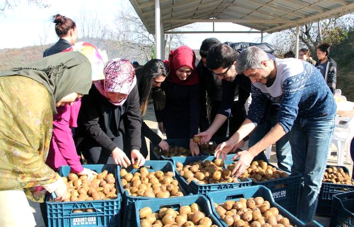 Omü Ziraat Fakültesi Öğrencileri Kivi Hasadı Yaptı