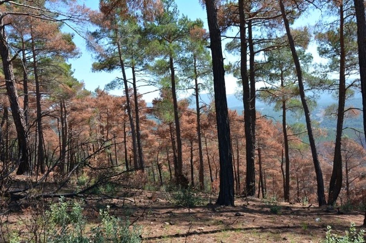 Orman Yangınının İzleri Silinecek