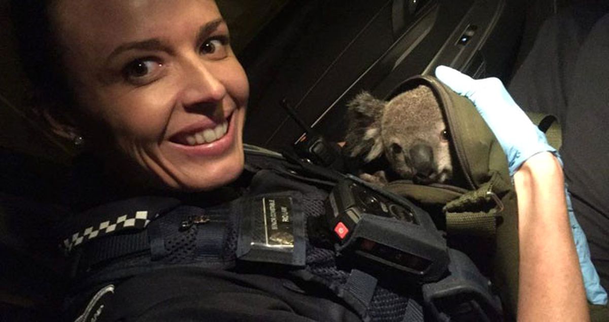 Trafik Kontrolü Sırasında Çantasından Koala Çıktı
