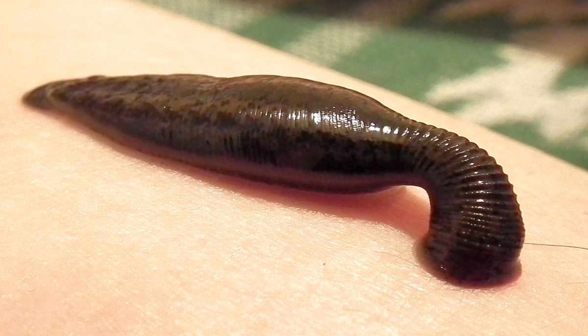 Alnernatif Tıp İçin Yeni Sülük Türü Keşfedildi