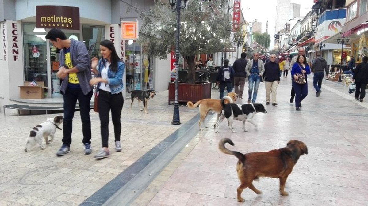 Aydın\'da Sokak Köpekleri Korkutmaya Başladı