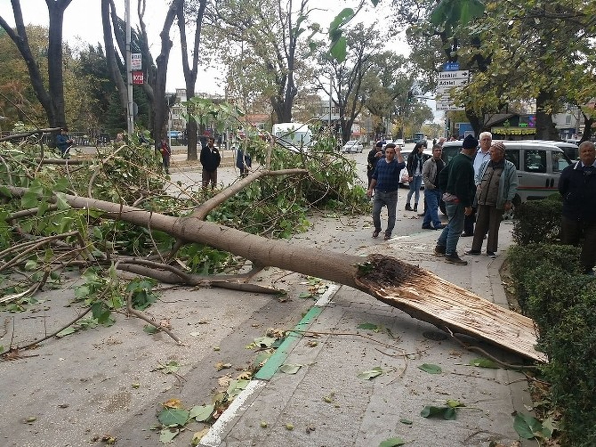 Bursa\'da Fırtına Ağaçları Devirdi