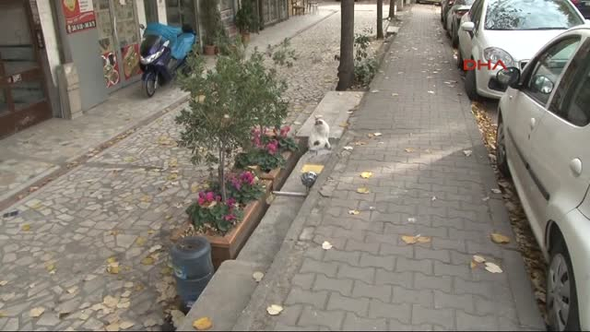 Verdiği Pozla Fenomen Olan Tombili\'nin Heykeli Çalındı