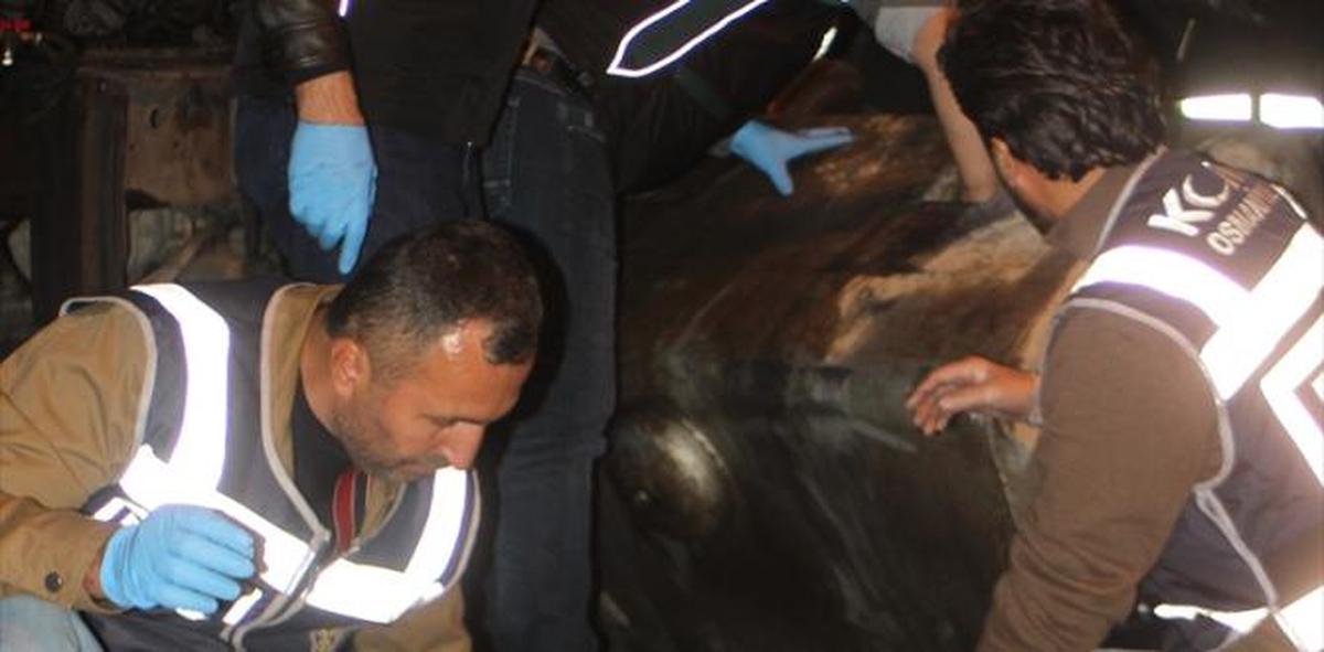 Yakıt Deposunda 53 Kilo Eroin Ele Geçirildi