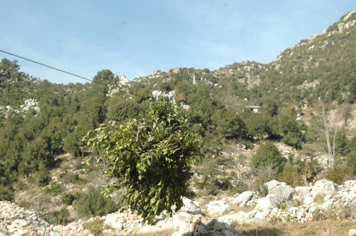 Defne Yapraklarını Bin Metreden Teleferikle İndiriyorlar