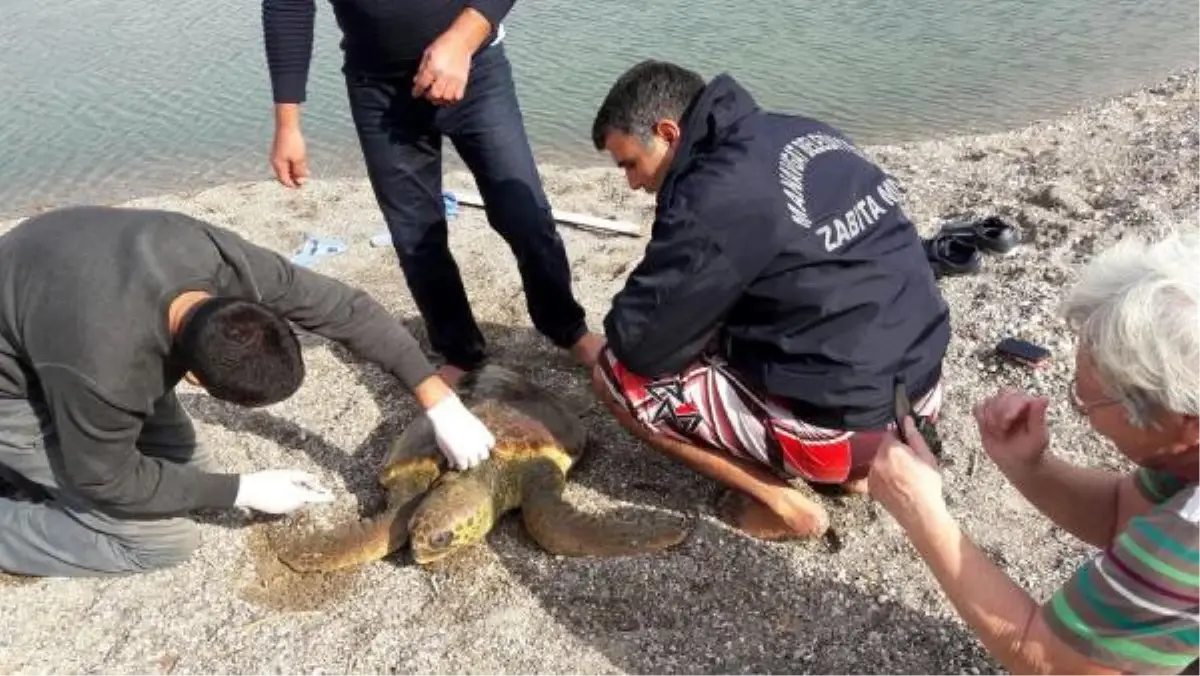 Gölette Mahsur Kalan Caretta Caretta Kurtarıldı