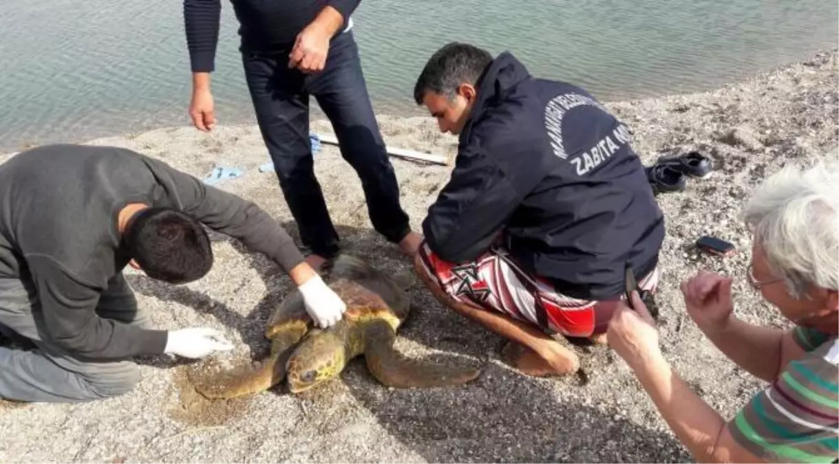 Gölette Mahsur Kalan Caretta Caretta Kurtarıldı