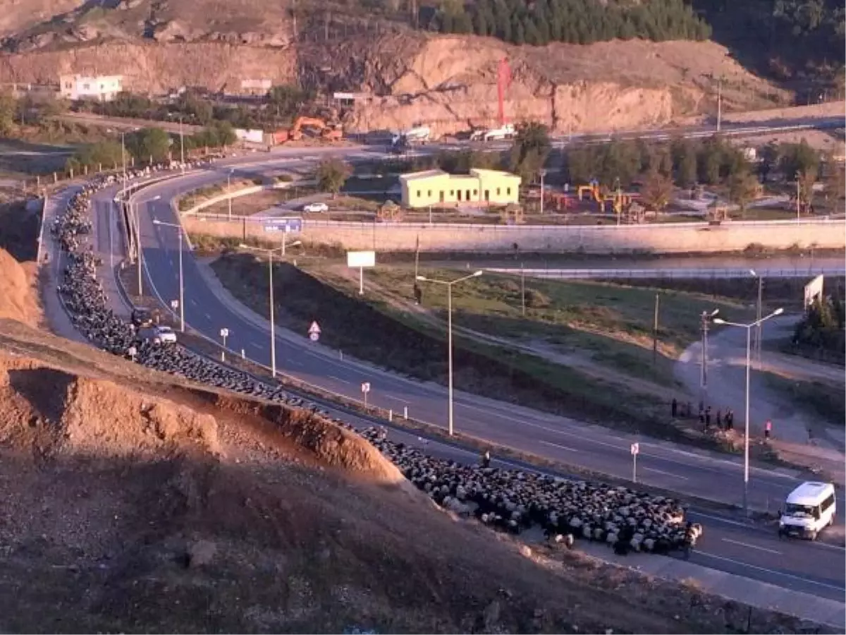 Karayoluna İnen Koyun Sürüsü Trafiği Aksattı