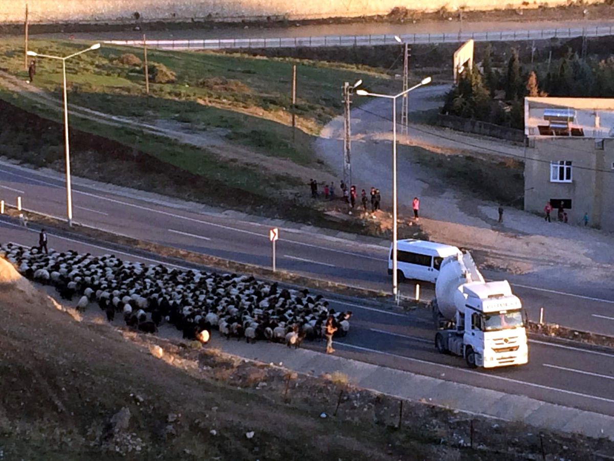 Kara Yoluna İnen Koyun Sürüsü Trafiği Aksattı