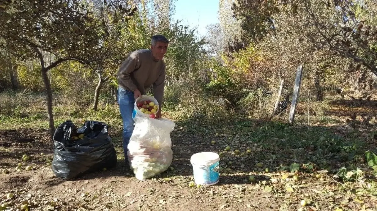 Tatvan\'da "Kışlık Elma" Hasadı