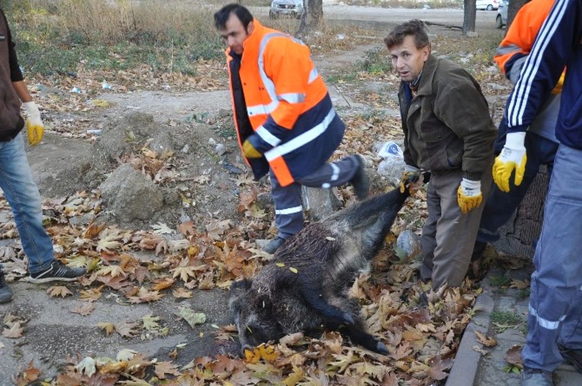 10 Kasım Törenlerinin Yapıldığı Alana Domuz Leşi Bırakıldı