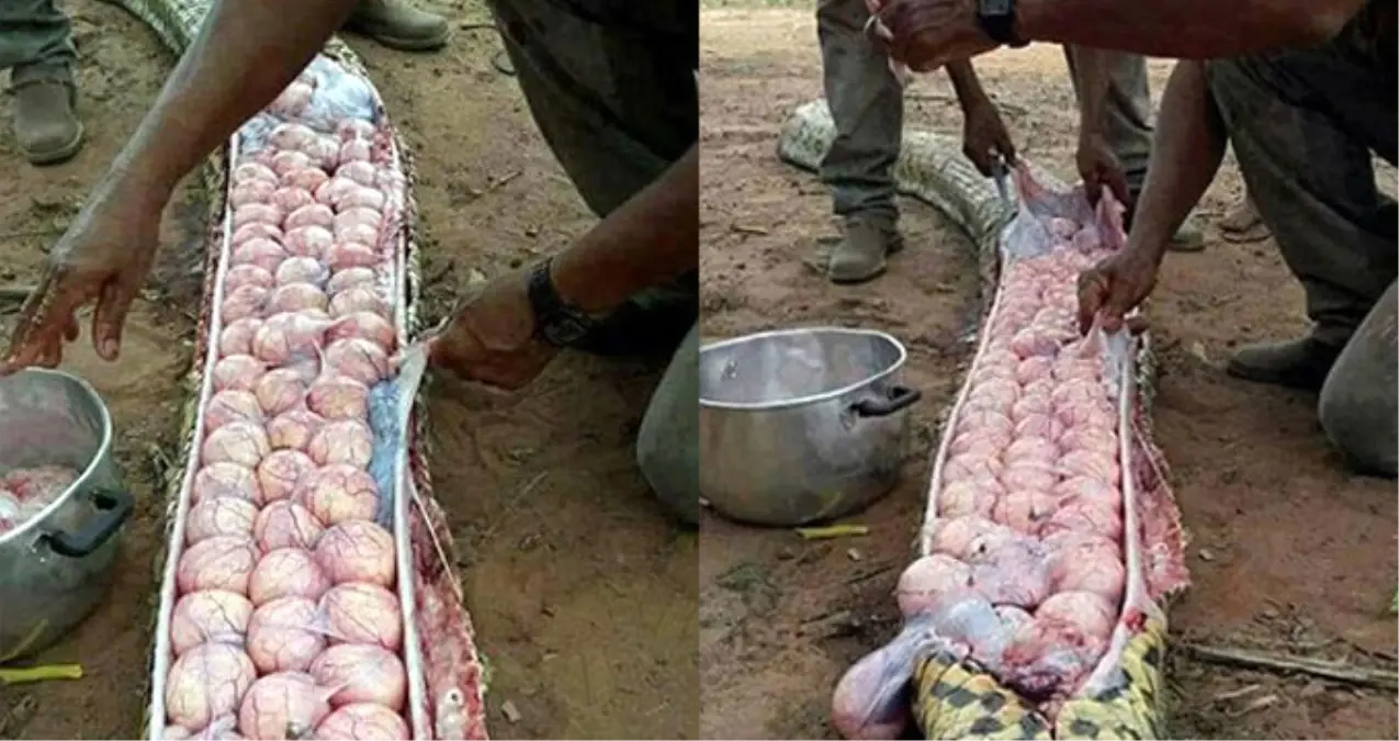 Buzağı Yediği Sanılan Yılanın Karnından Çıkanlar Görenleri Hayret Ettirdi