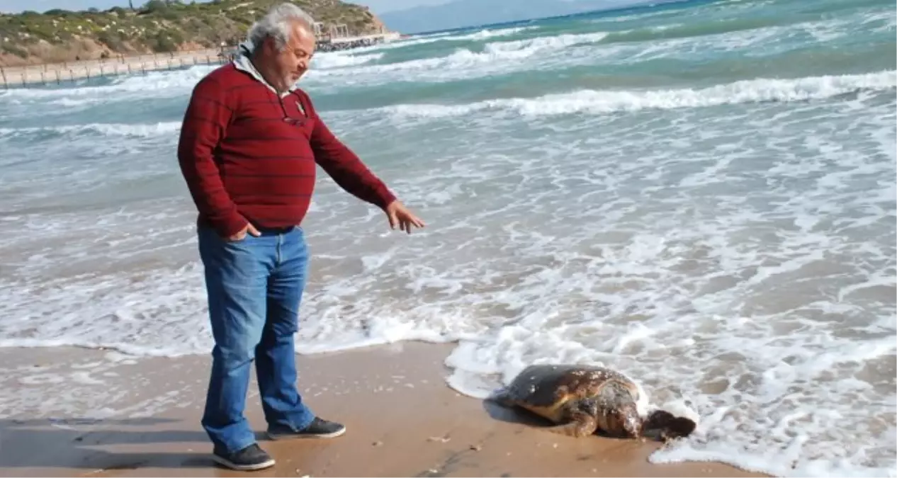 Didim Sahilinde Bulunan 3 Caretta Caretta Korumaya Alındı