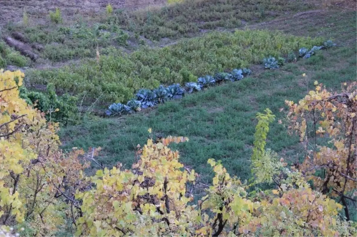 Hakkari Çimenli Köyünde Sonbahar Güzelliği