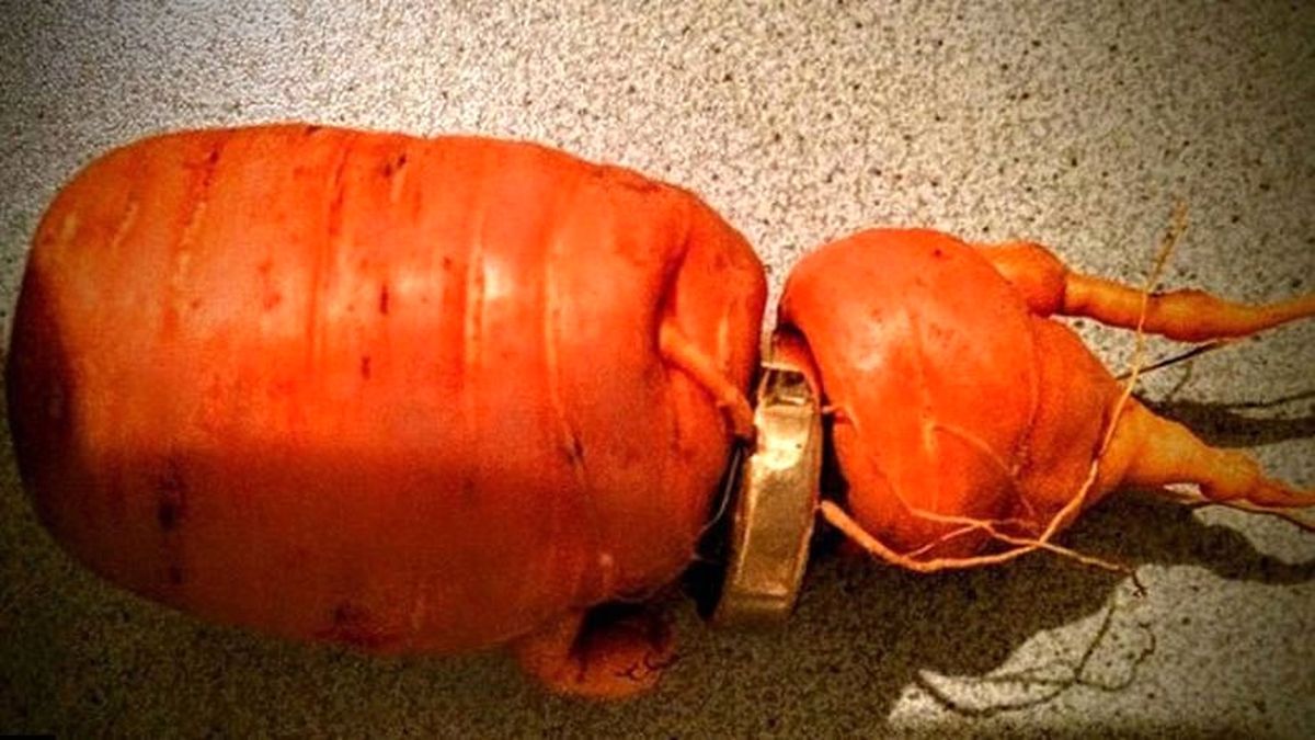 Kaybettiği Alyansını 3 Yıl Sonra Havucun 'Boynunda' Buldu