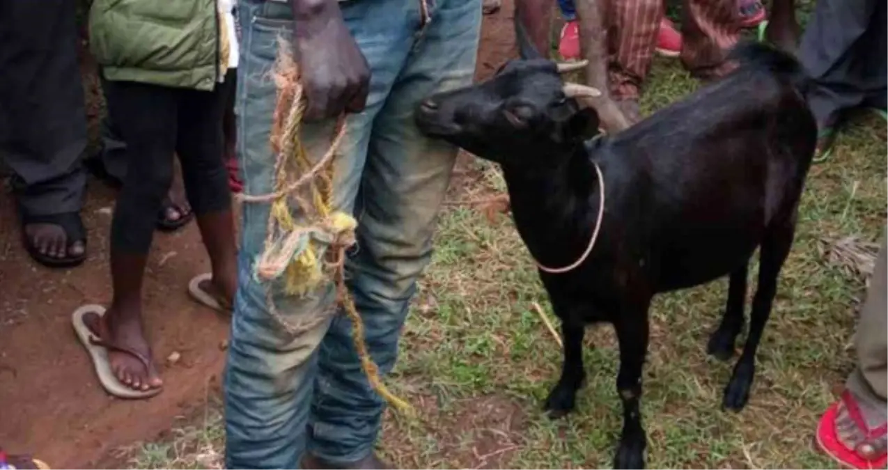 Komşusunun Keçisiyle İlişkiye Giren Adamı Linçten Polis Kurtardı