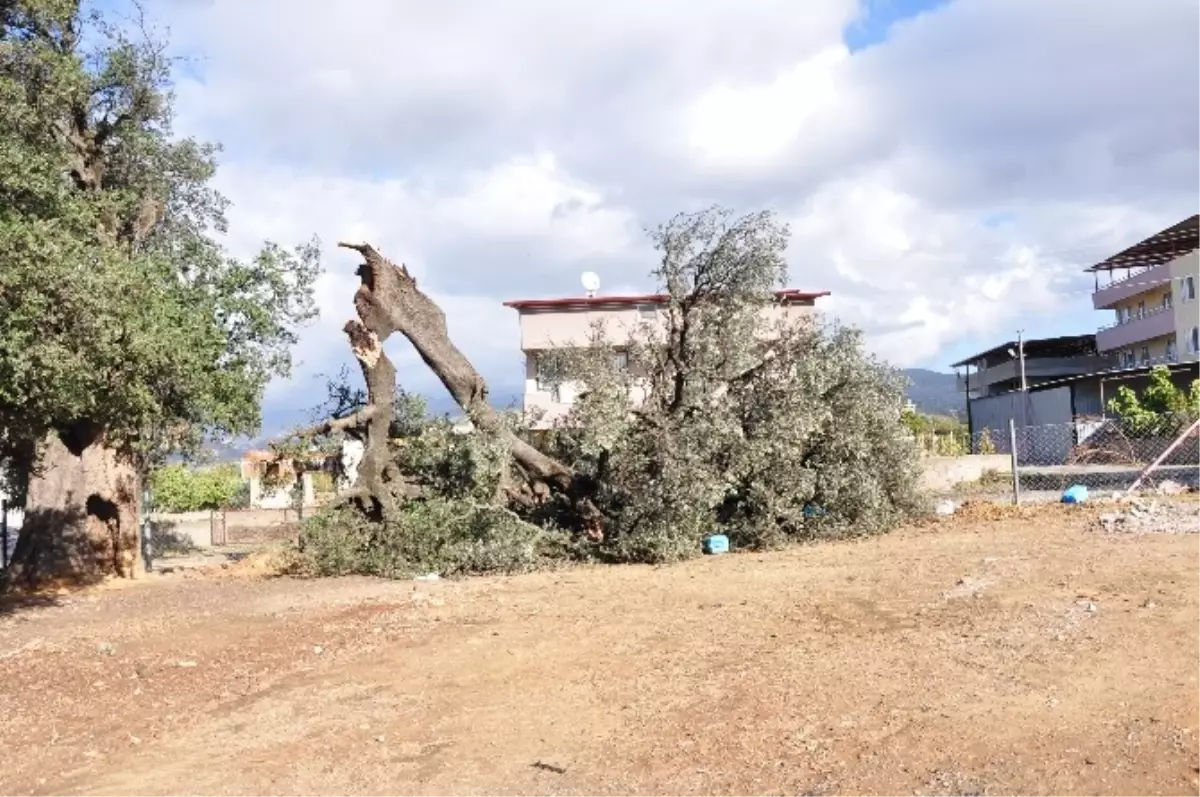 Milas\'ta Hortum Bine Yakın Ağaca Zarar Verdi