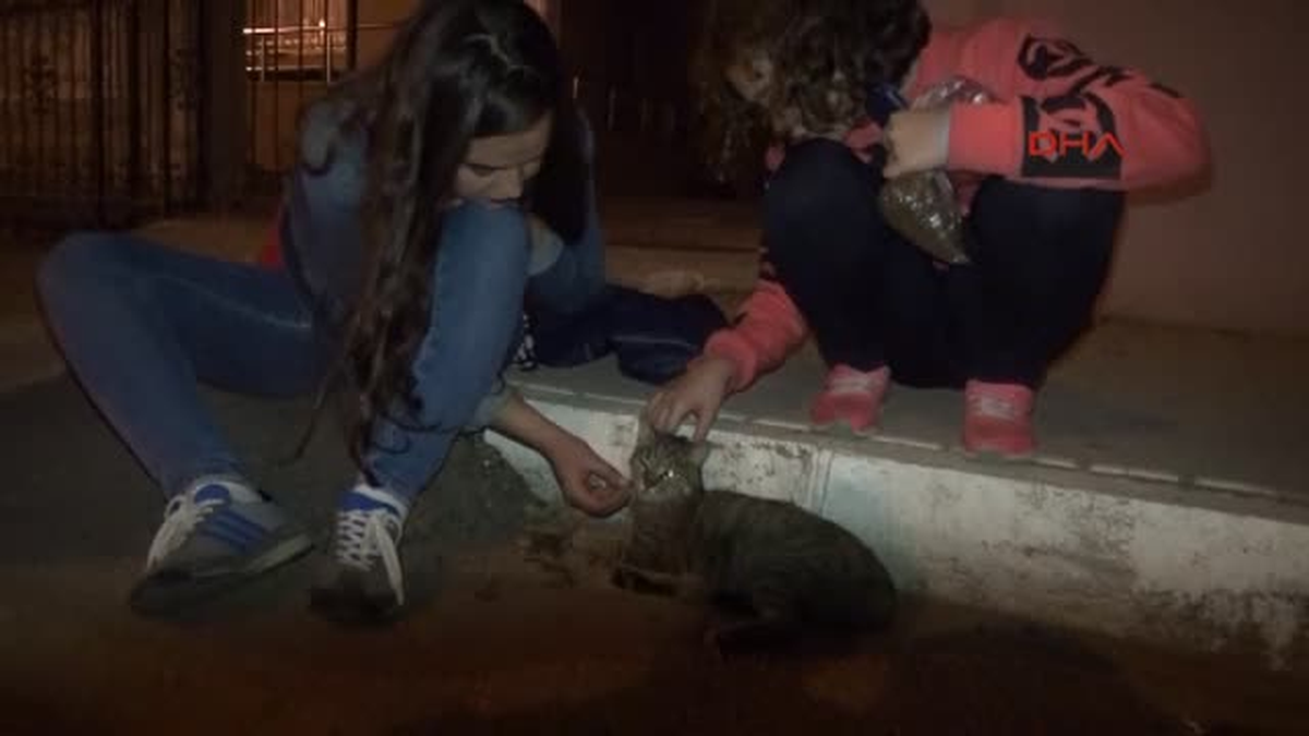 Otomobilin Çarptığı Kedi Yaralandı