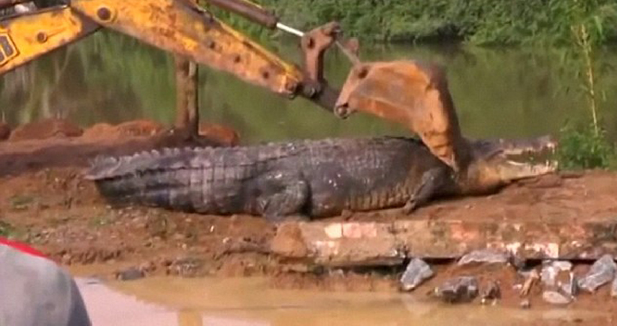 Su Kanalına Sıkışan Dev Timsah İş Makineleriyle Kurtarıldı