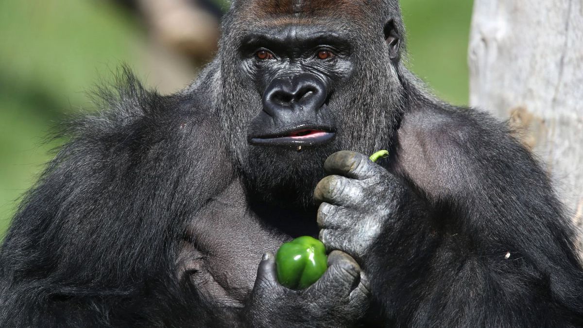 Trump ve Clinton'ı İstemeyen Seçmenler Harambe'ye Oy Verdi