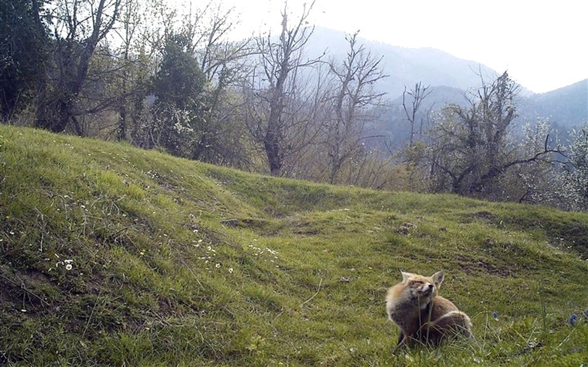 Yaban Hayatı Fotokapanla İzleniyor