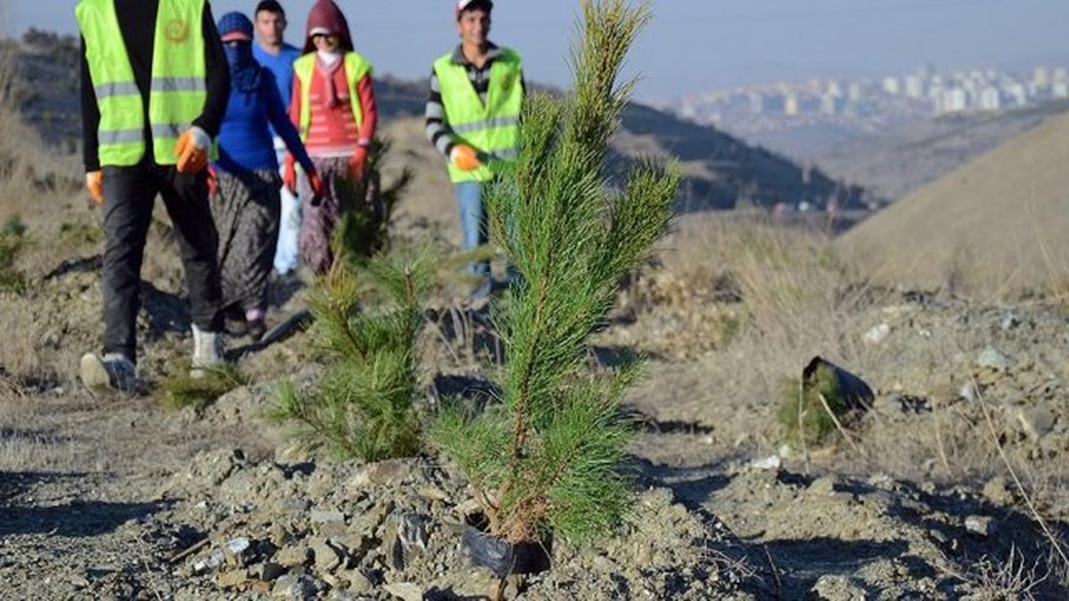 Yeşil Yol Projesi Güzergahına 10 Bin Fidan Dikildi