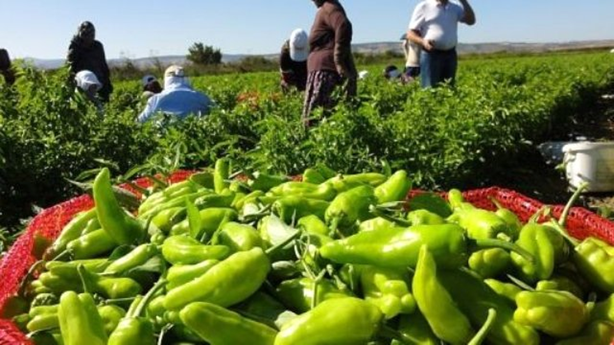 2015 Yılında Afyonkarahisar\'da Organik Bitkisel Üretim 36 Bin 326 Ton Olarak Gerçekleşti