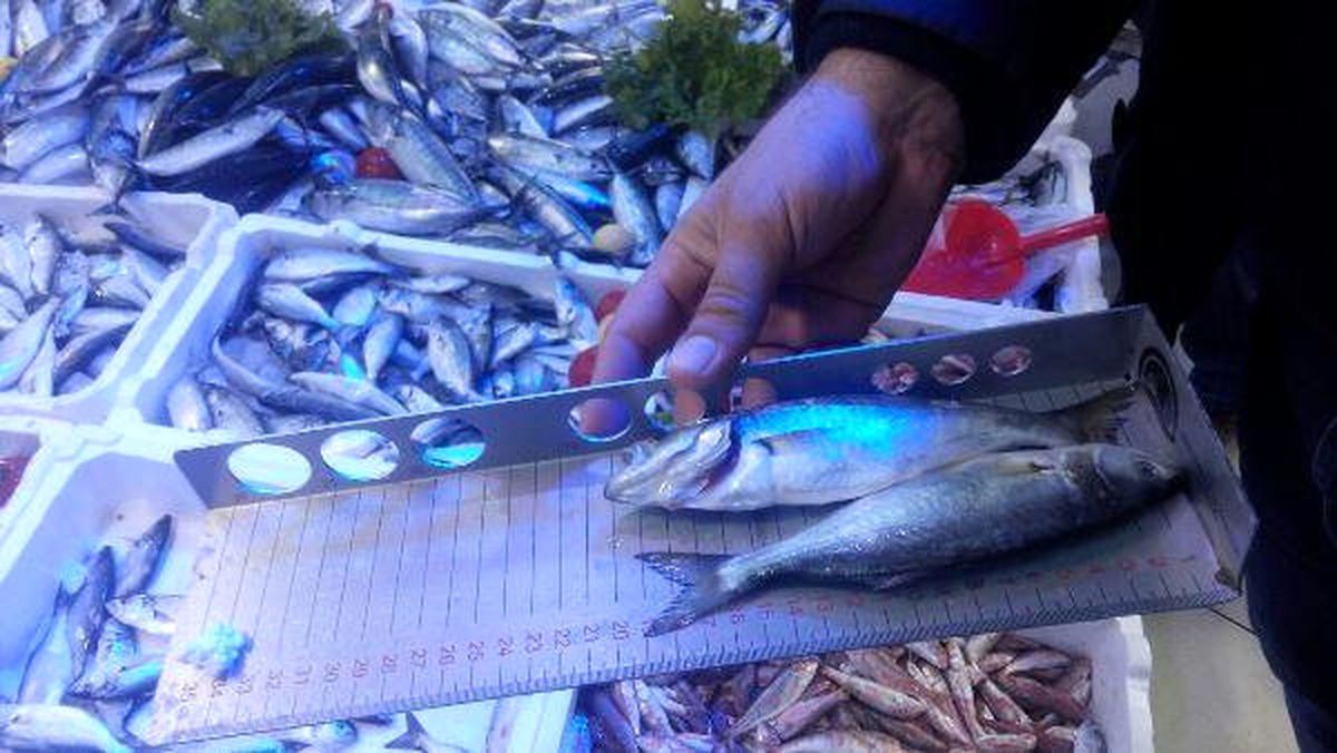 5 İlde Bin 772 Kilo Balığa El Konuldu