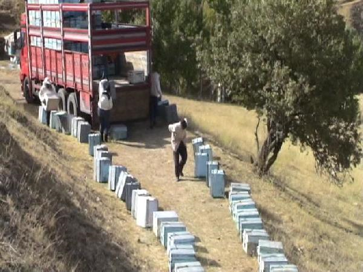 Arıcılar Göç Yolunda