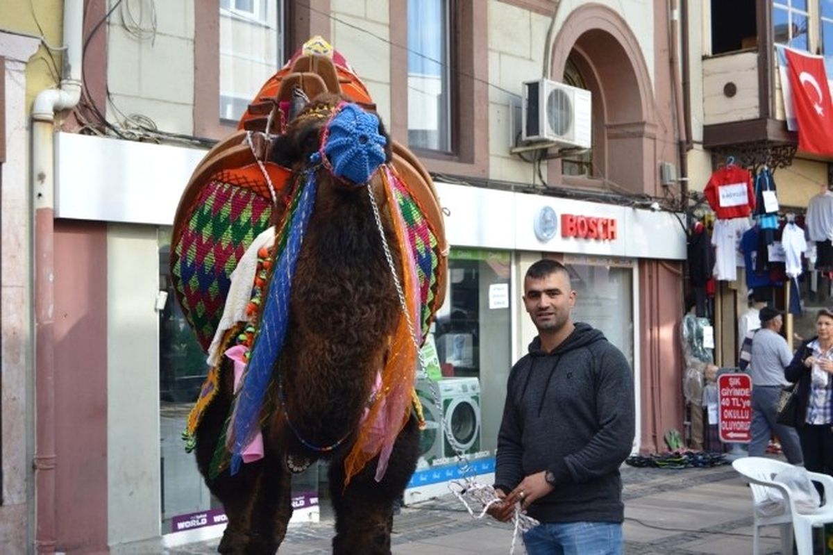 Ayvalık\'ta Güreşçi Develer Havut Giydi