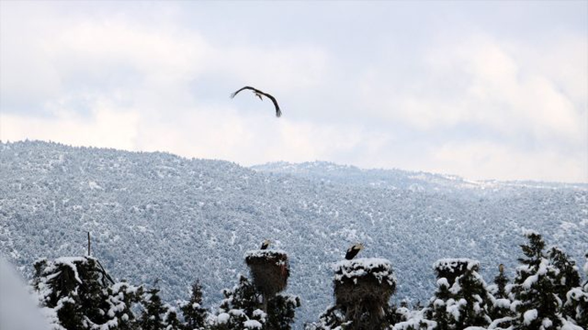 Beyşehir\'de "Leylekler Vadisi" Kitaplaştırılacak