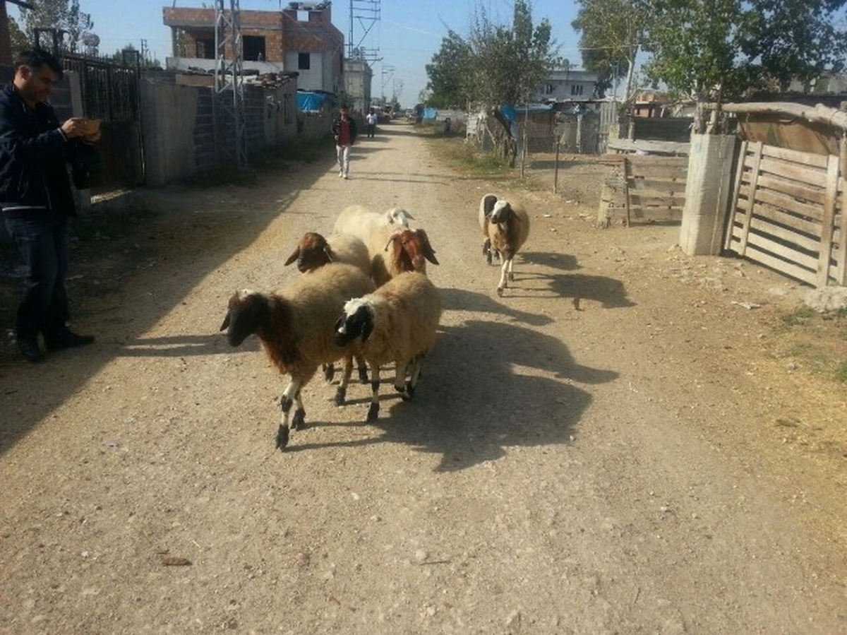 Çalınan Koyunları Jandarma Buldu