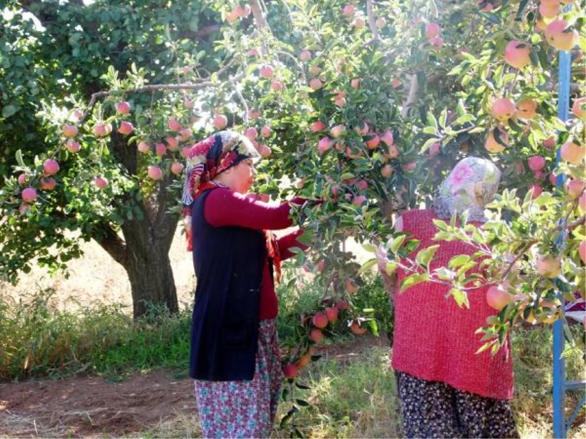 Elma İşçisi Kadınların Zorlu Mesaisi