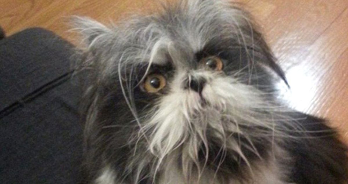 Fotoğraftaki Hayvan Kedi mi Yoksa Köpek mi?