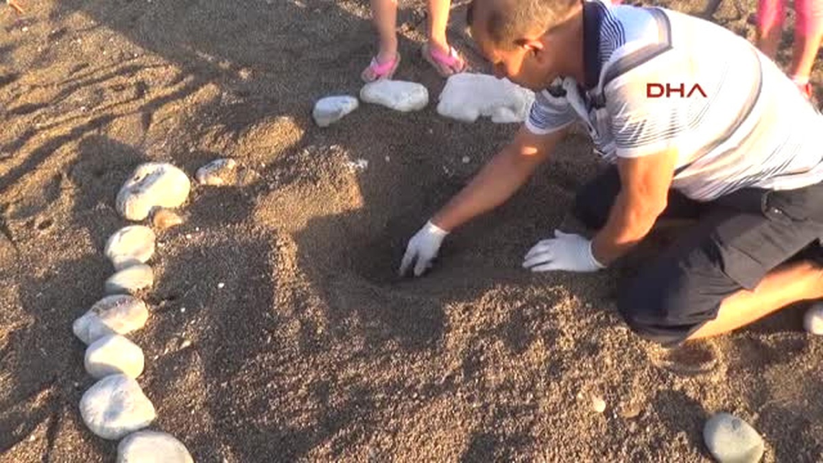 Kemer\'de 9 Bin 610 Yavru Caretta Caretta Denizle Buluştu