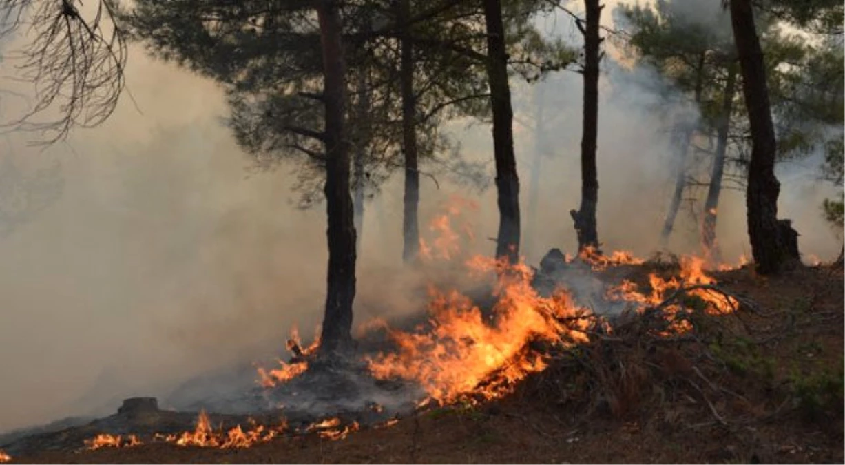Tokat\'ta Orman Yangını (2)
