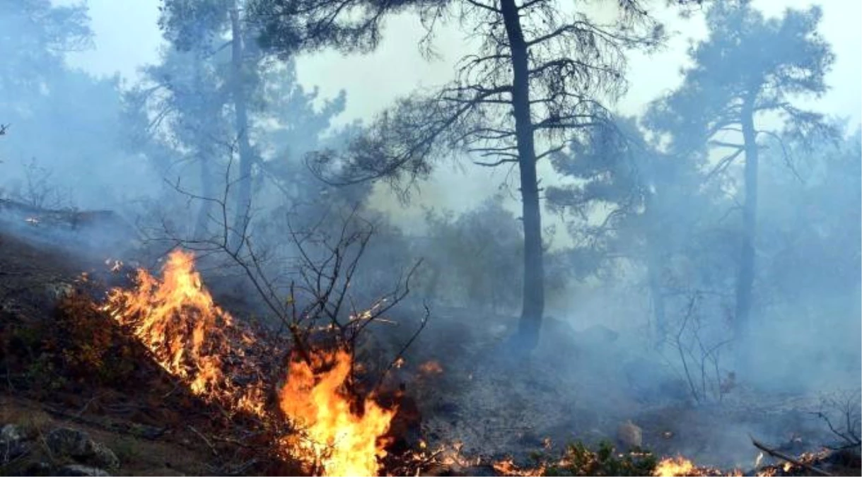 Tokat\'taki Orman Yangını