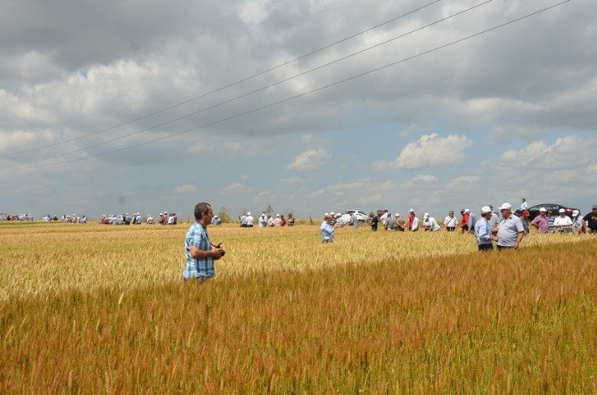Tunceli Belediyesinden Buğday ve Arpa Ekimi
