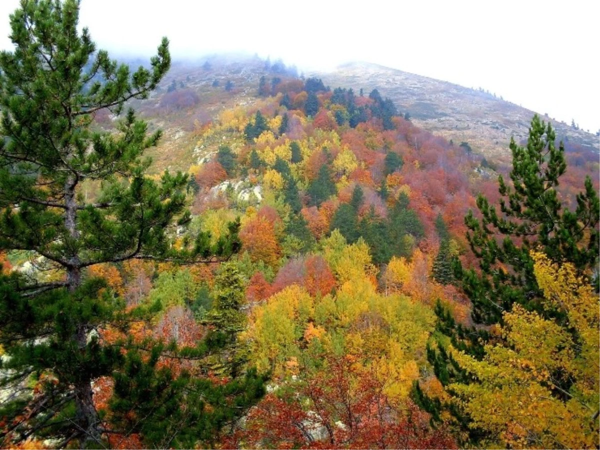 Uludağ\'da Sonbahar Güzelliği