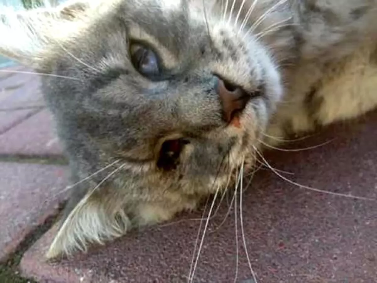 Yine Kedi Katliamı! Gözlerini Oyup Başını Taşla Ezmişler