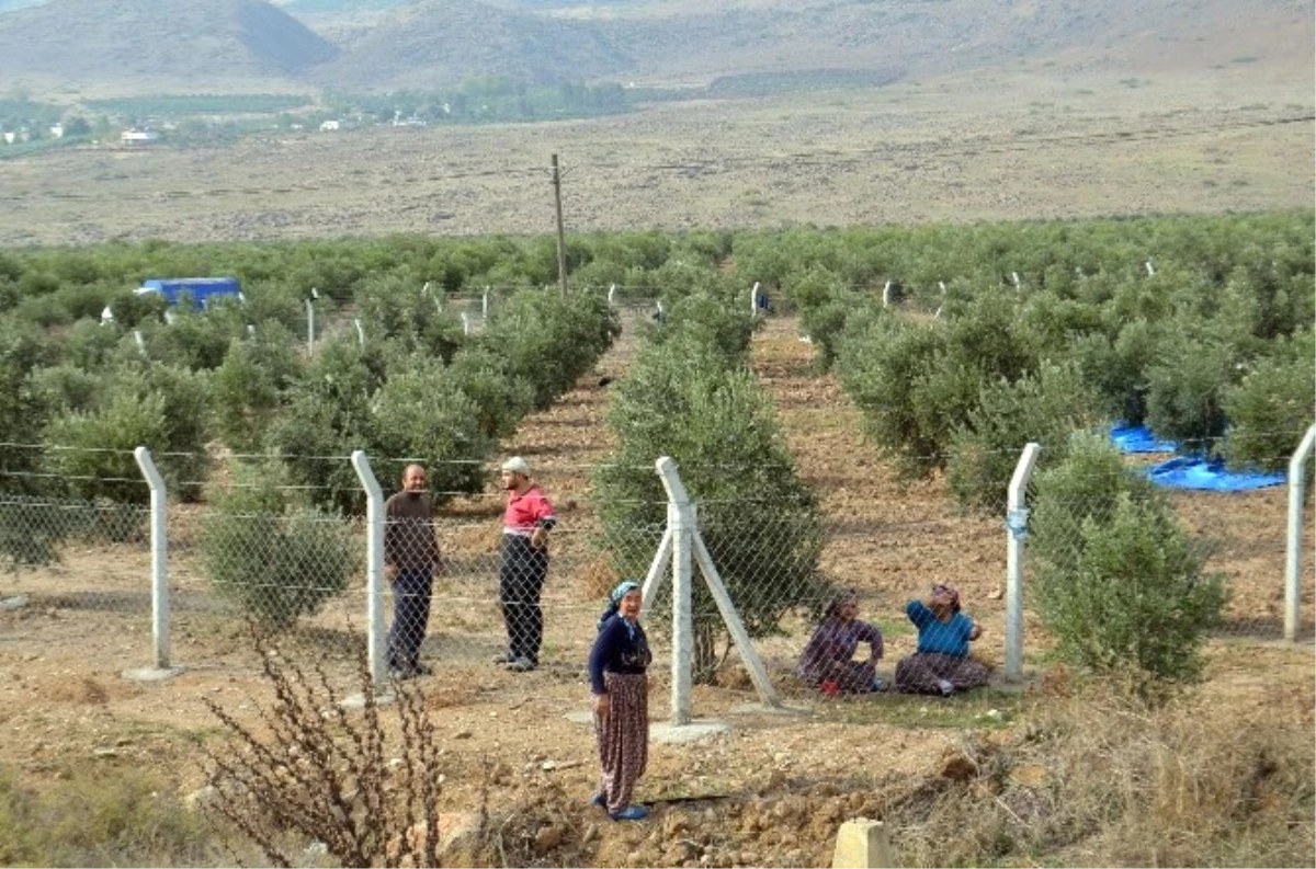 Çaldıkları Araçla Zeytin Çalan 2 Zanlıdan Biri Yakalandı