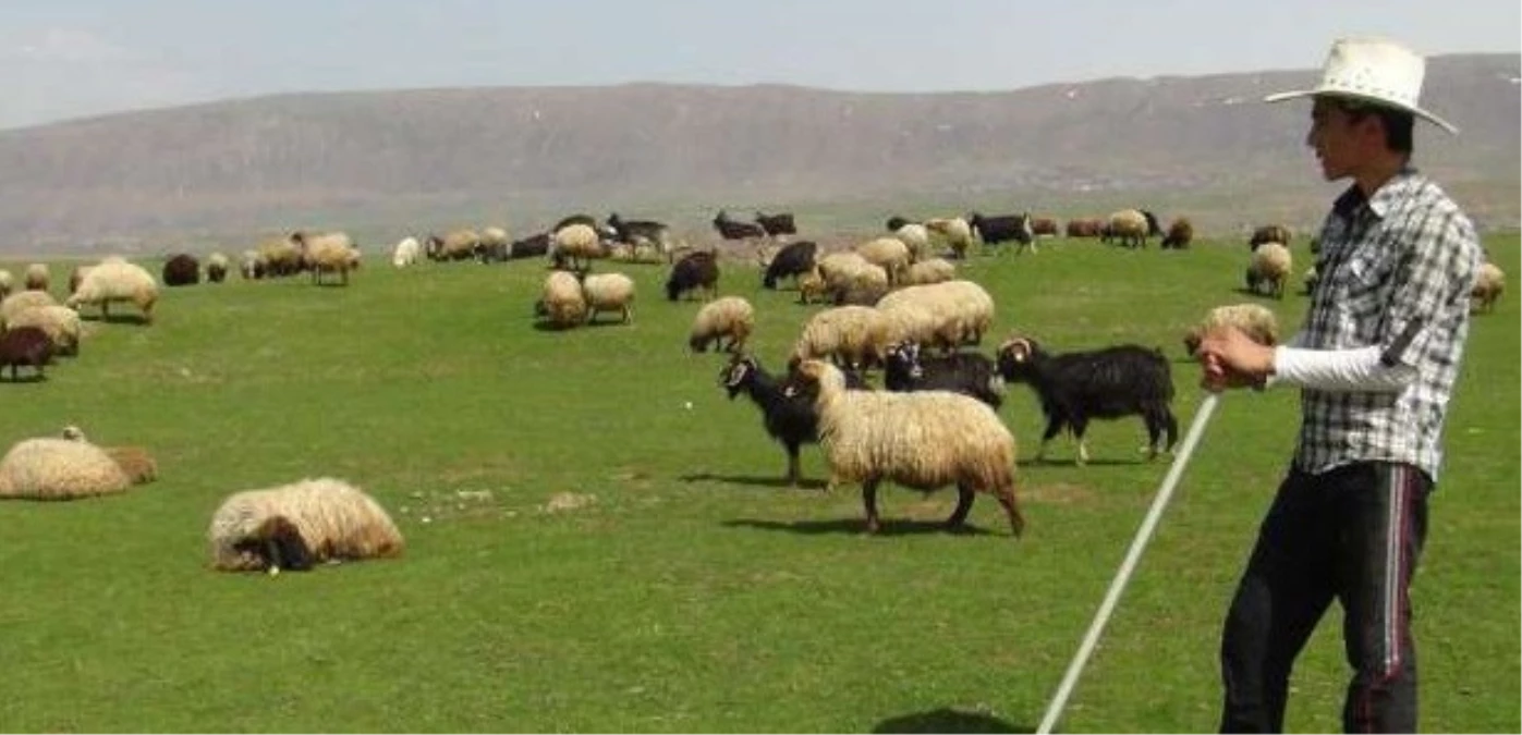 Çobanlara "Sürü Yönetimi" Kursu