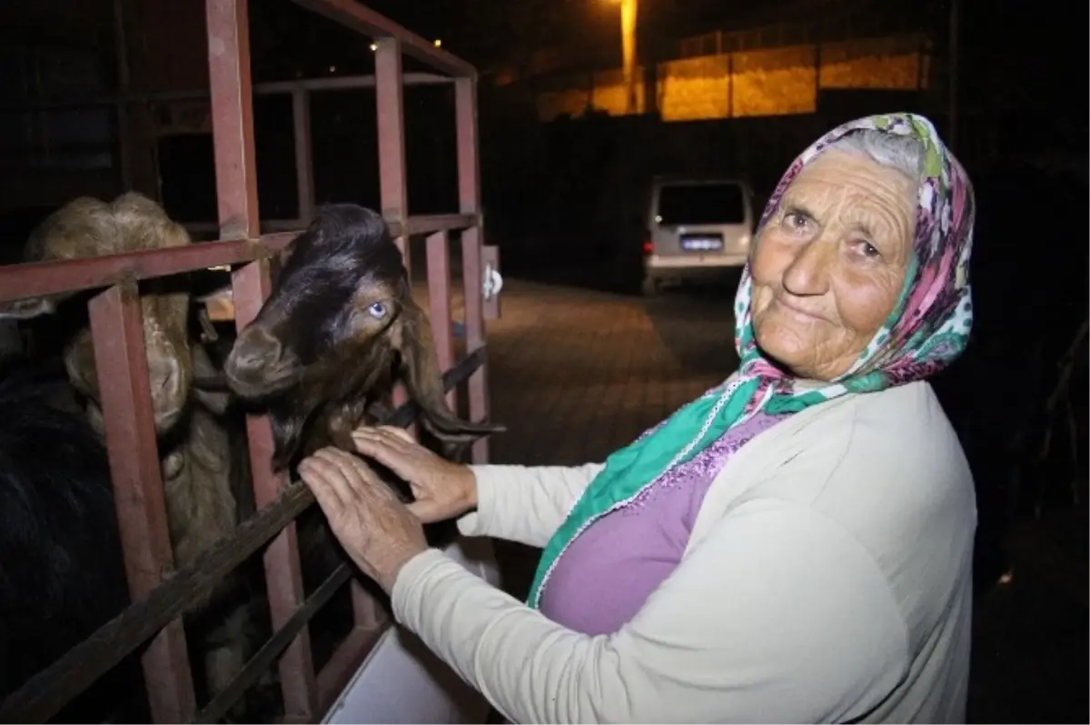 Yaşlı Kadın, Keçileri Çalınınca Üzüntüden; Bulununca Sevinçten Ağladı