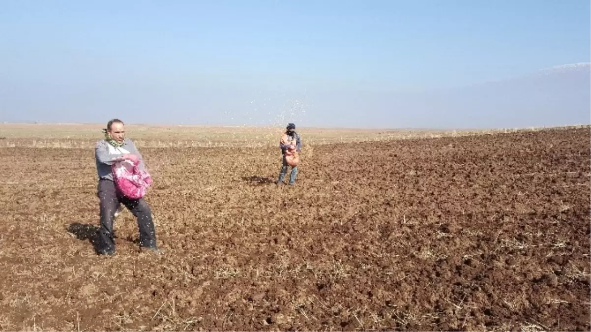 Bitlis\'te Buğday Ekimine Başlandı