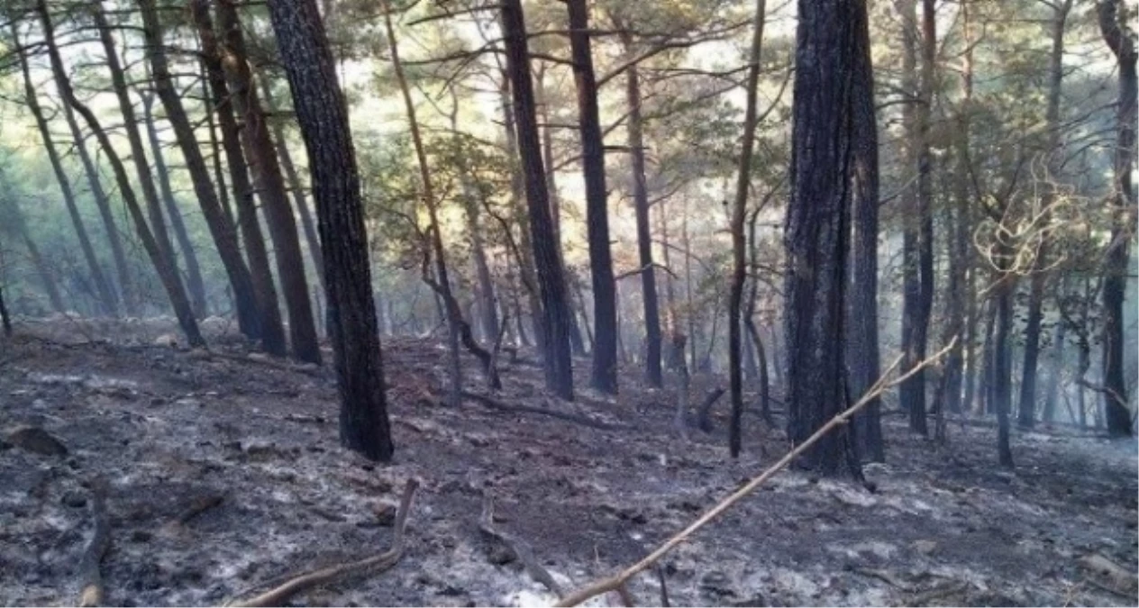 Tokat\'taki Orman Yangını