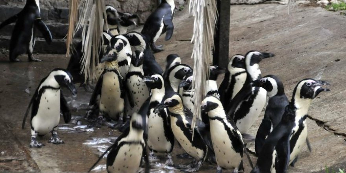 Yeni Zelanda\'da Penguenlere Özel Alt Geçit