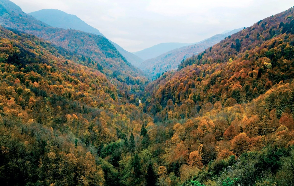Batı Karadeniz Ormanlarında Görsel Şölen